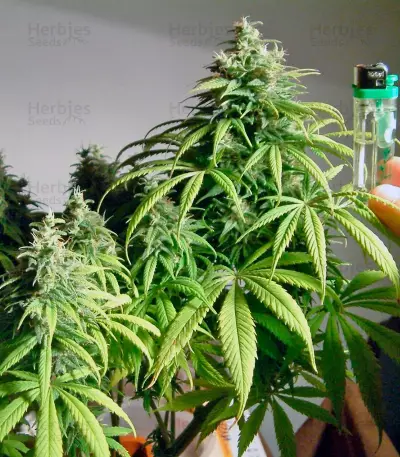 Amnesia Lemon Seeds