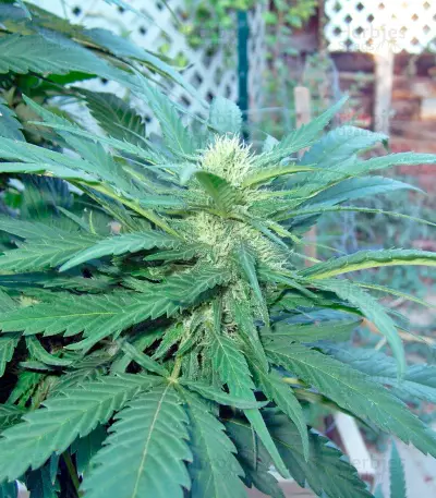 Graines de cannabis Brazil Amazonia (World of Seeds)