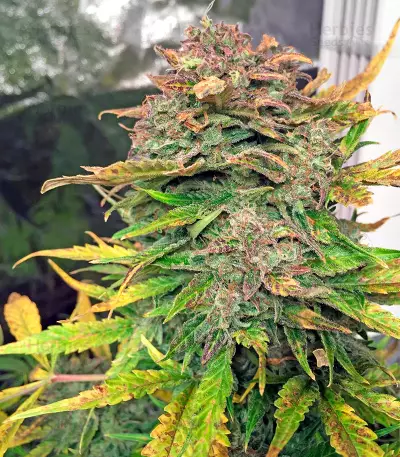 Bubba Cheese Auto strain
