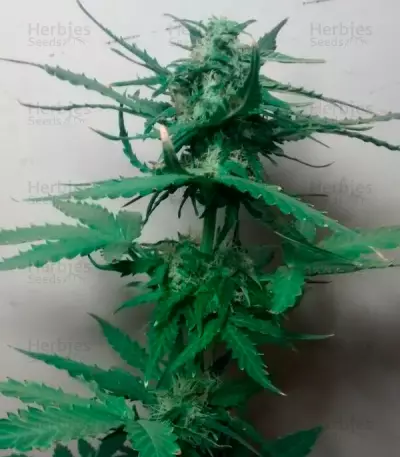 Critical Jack Herer Auto Seeds