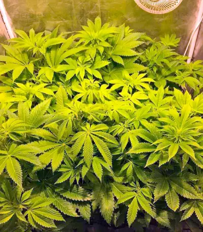 Graines de cannabis Desert Diesel (Humboldt Seeds Organization)