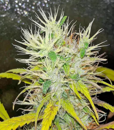 Kali Mist Regular seeds