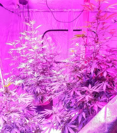 Kripple Shock strain