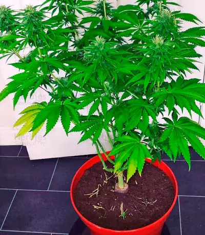 Lemon Kush Headband feminized seeds