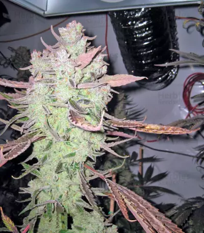 Lemon Thai Kush Seeds