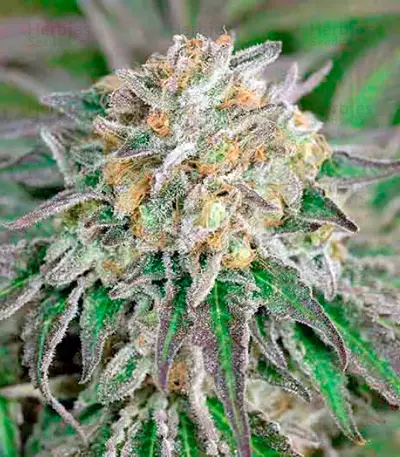 Lost Coast Skunk Auto (Humboldt Seeds Organization)