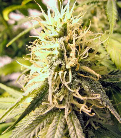 Graines de cannabis Original Berry (Kannabia Seeds)