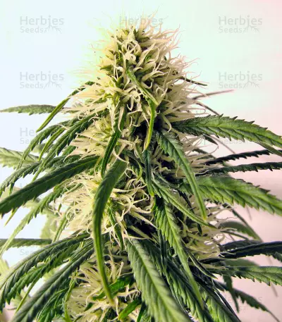 Graines de cannabis Original Berry (Kannabia Seeds)