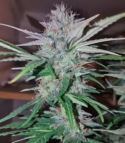 Peyote Cookies strain
