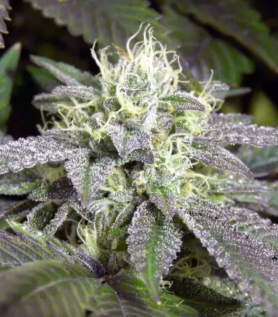 Remo Chemo feminized seeds