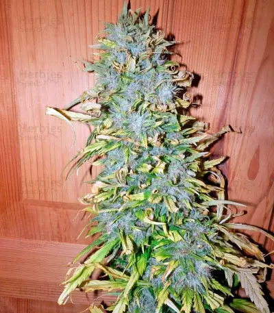 Satori Seeds