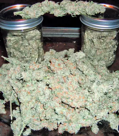 Graines de cannabis Short Rider Automatic (Nirvana Seeds)