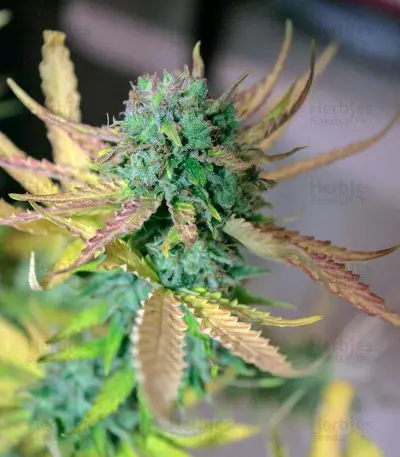 Cream Mandarine XL Auto Seeds