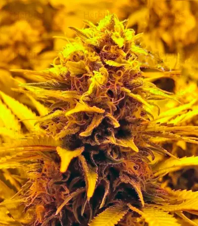 Red Dragon Seeds