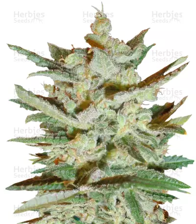 Supersonic Cristal Storm Auto (Samsara Seeds) Cannabis-Samen