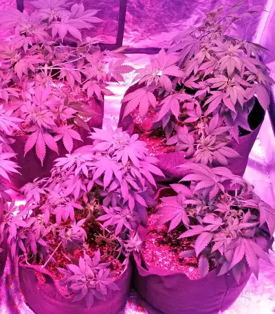 Swiss Cheese regular (Nirvana Seeds)