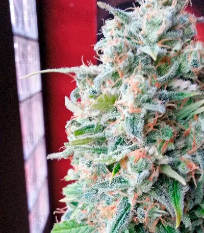 Afghan Kush x Skunk (World of Seeds)