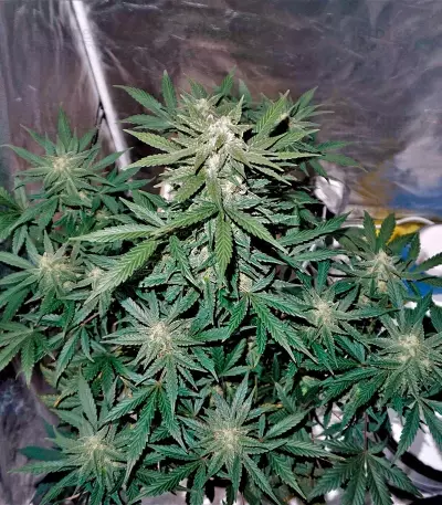 Auto Whiteberry (Paradise Seeds)