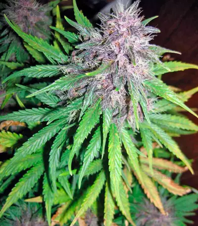 Auto Purple strain