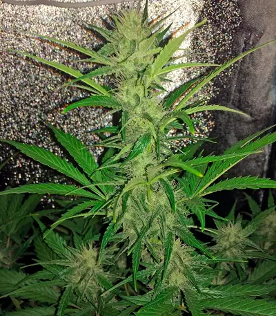 Cheese Autoflowering feminized seeds