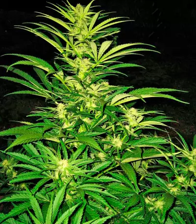 Semi femminizzati Critical Mass CBD
