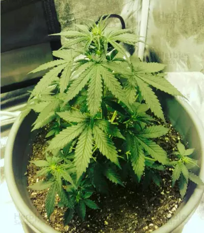 Northern Lights Auto feminized seeds (Vision Seeds)