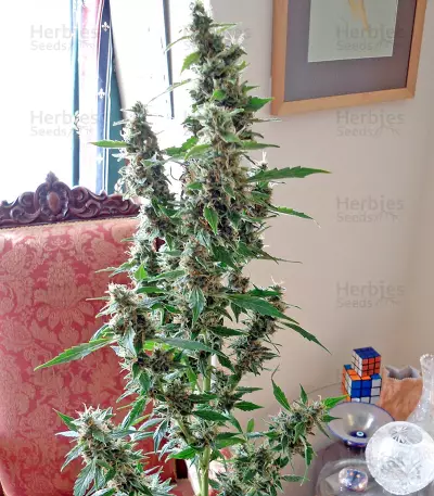 Wipeout Express Auto (Heavyweight Seeds)