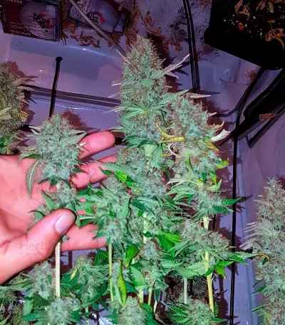 Acid Seeds