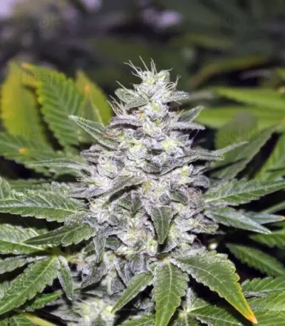 Cream Mandarine Auto Seeds