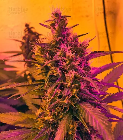 Green Poison Auto (Sweet Seeds)