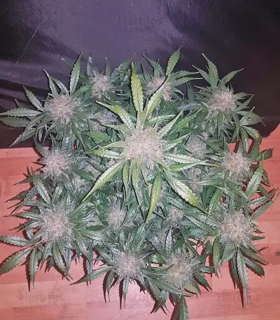 King’s Kush Auto Seeds