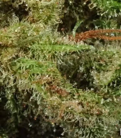 Graines féminisées de Super Lemon Haze (GHS)