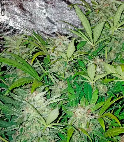Blue Dream Auto (Humboldt Seeds Organization)