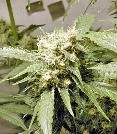 Blue Hash strain
