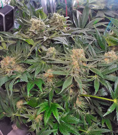 CBD Skunk Haze Seeds