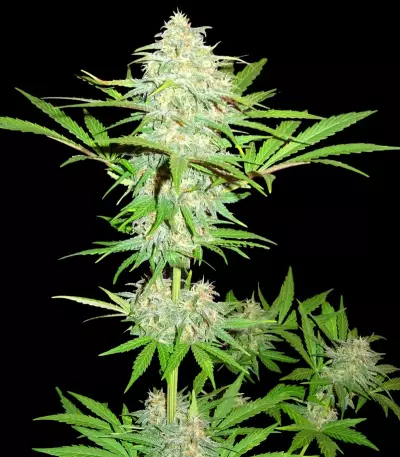 Cali Gangsta Kush Seeds