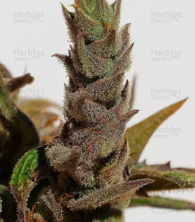 Cannatonic Seeds