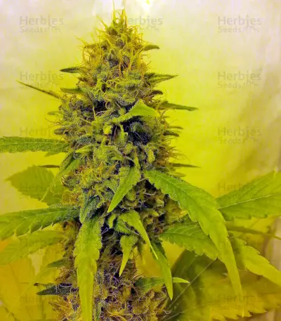 Diesel Seeds (Dinafem Seeds)