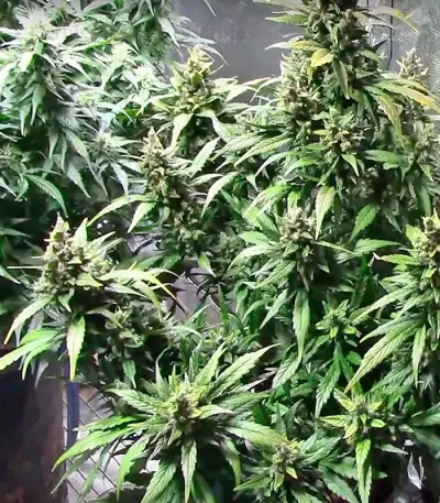 Dizzy Lights Auto feminized seeds