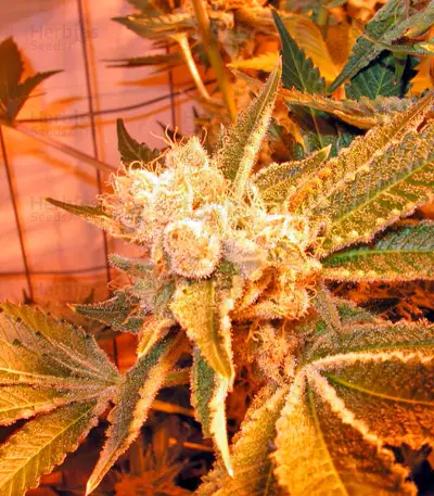 Dr. Greenthumb’s Em-Dog by B-Real Seeds