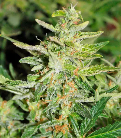 Graines de cannabis Gnomo Auto (Kannabia Seeds)
