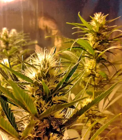 Kilimanjaro (World of Seeds)