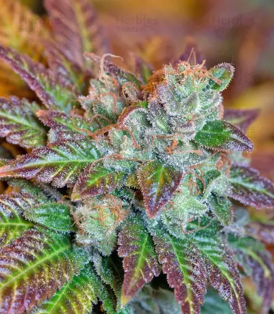 Lemon Kush Headband feminized seeds