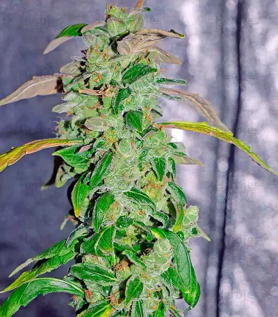 Massive Midget Auto Seeds