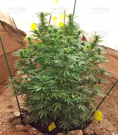 Moby Dick feminized seeds (Dinafem Seeds)