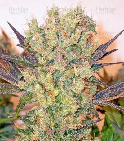 Motavation feminized seeds