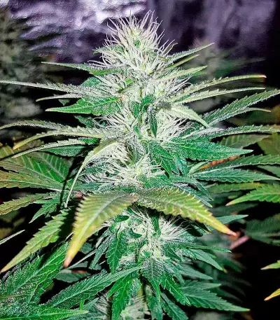 Northern Light feminized seeds (Nirvana Seeds)