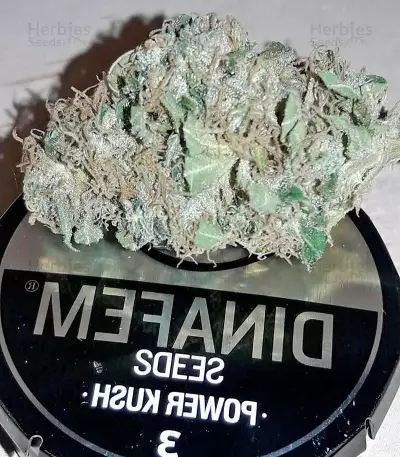 Graines de cannabis Power Kush (Dinafem Seeds)