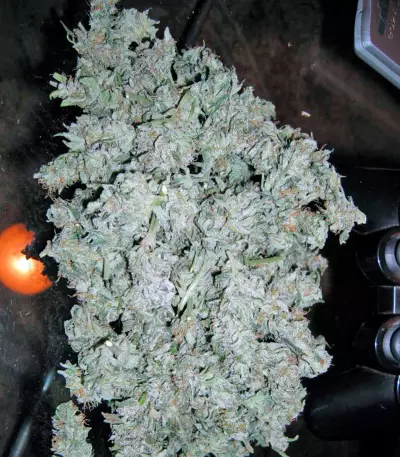 Graines de cannabis Short Rider Automatic (Nirvana Seeds)
