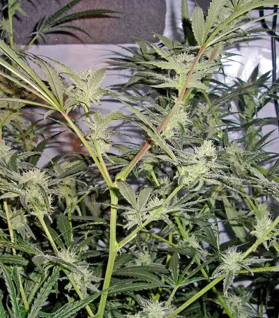 Trainwreck Seeds (Humboldt Seeds Organization) - Cannabis Strain Seeds for Sale
